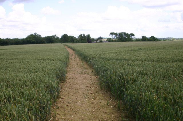 Clear path through the crops   geograph.org .uk   715469